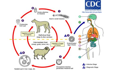 Echınococcus Granulosus (kıl hastalığı)